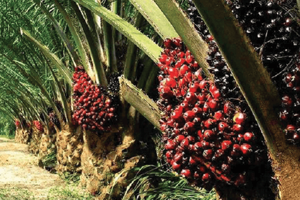 Palm oil